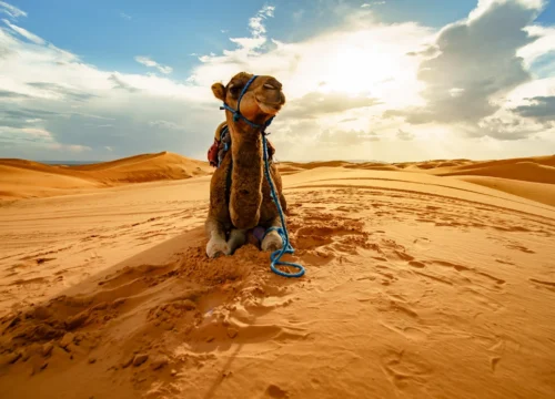 Private Sunset Safari