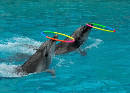 Dolphin show