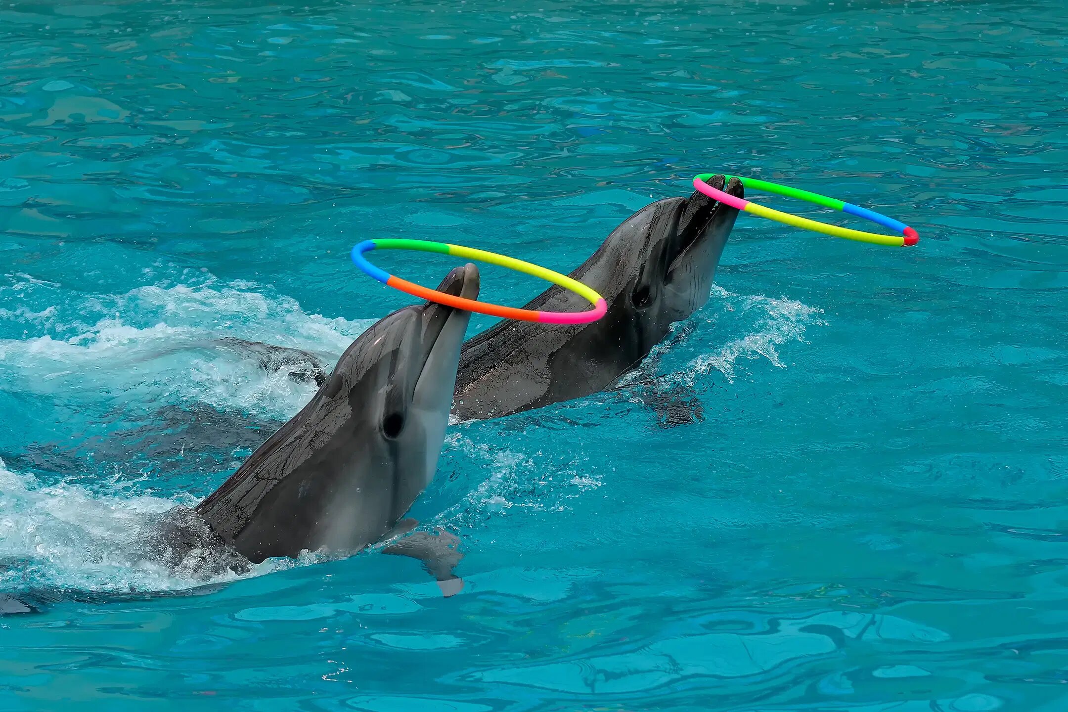 Dolphin show