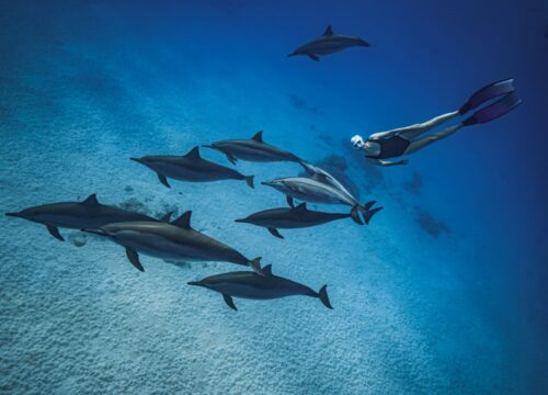 Sataya Reef – Dolphin House